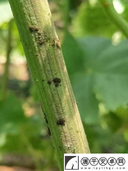 果凍傳染煤片